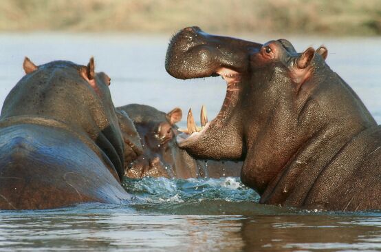 Hippos