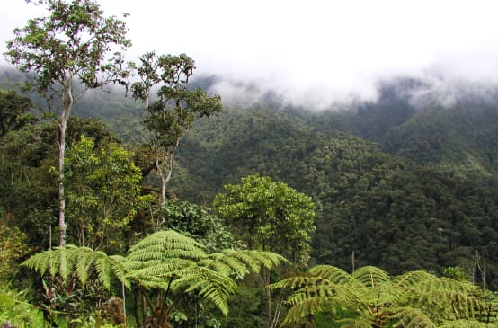 Mist-shrouded mountain rainforest in the Intag region of northern Ecuador
