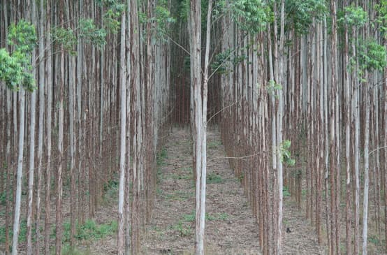 Eucalyptus tree plantation