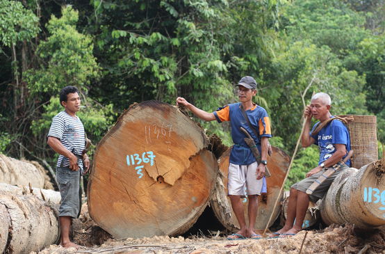 Clearing in Kinipan forest – indigenous people next to tree trunks