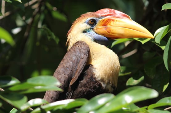 Hornbill from Sulawesi, Indonesia