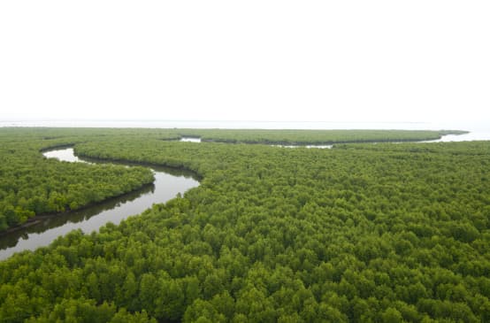 Aerial view of dense mangrove forest. A river meanders through the forest to the coast on the horizon.