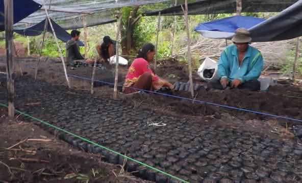 Volunteers fill bags with soil that will be used for planting tree seedlings