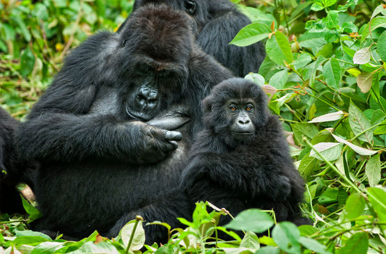 Gorilla with infant