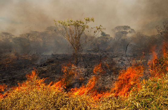 Forest fire in Brazil