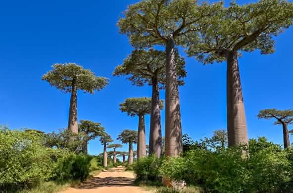 Avenue of baobab trees in Madagascar
