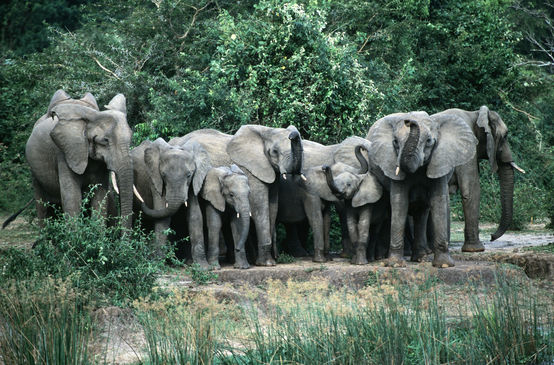 Elephants Murchison-Falls-Nationalpark, Uganda