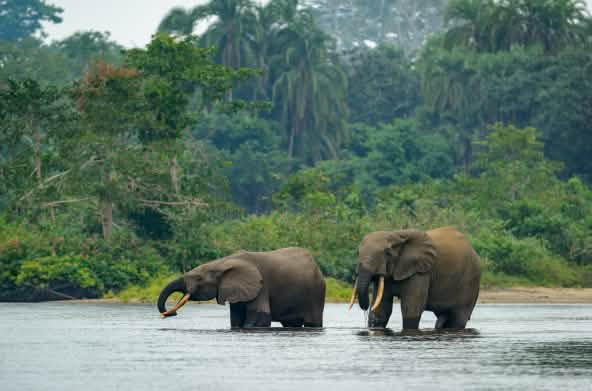 Forest elephants in water