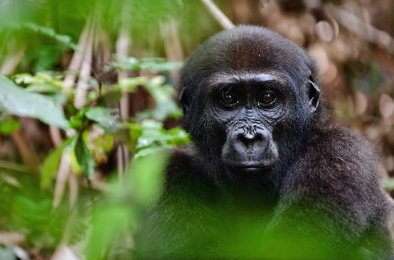 Western lowland gorilla (Gorilla gorilla gorilla)