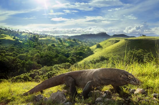 Komodo dragon (Varanus komodoensis)
