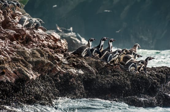 Humboldt penguins on a rocky coastline