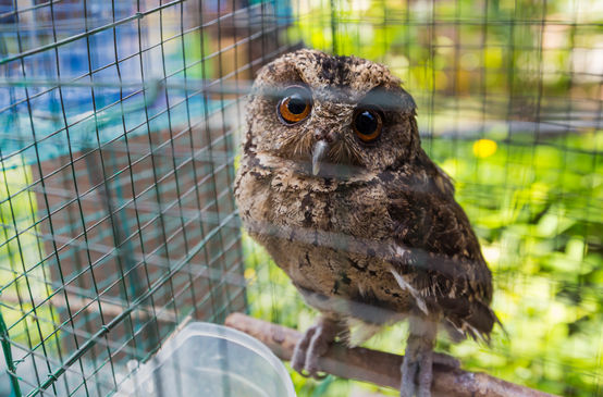 Owl in a cage, Indonesia