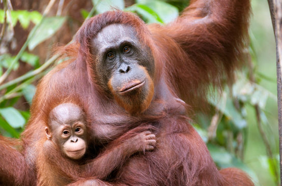 Orangutan mother and infant