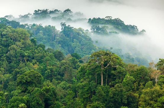 Rainforest in the morning mist
