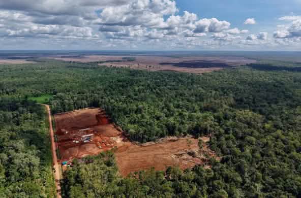 Drone image of deforestation in Merauke, South Papua