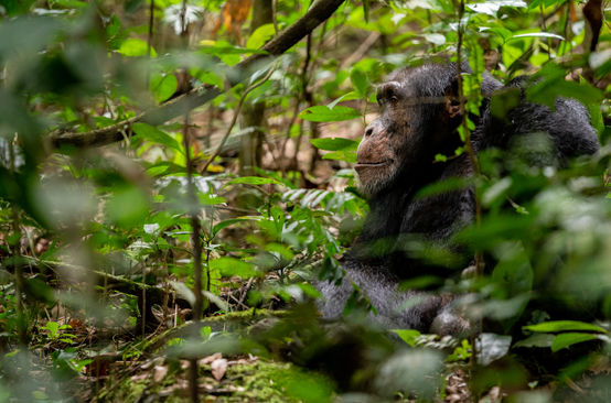 Chimpanzee in Bossou, Guinea