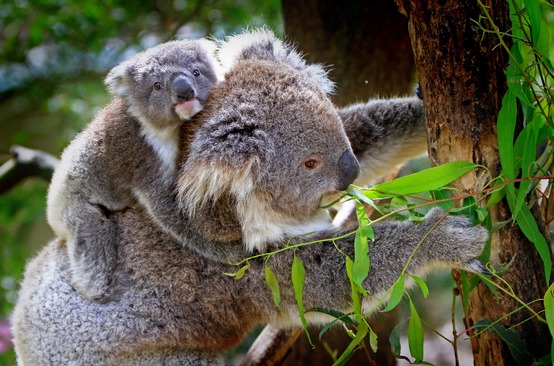 Koala mother and cub