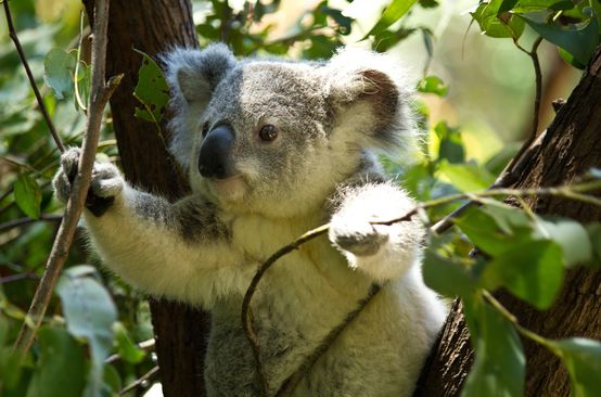 Koala on tree