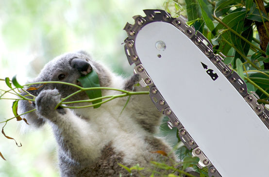 Photomontage: koala and chainsaw