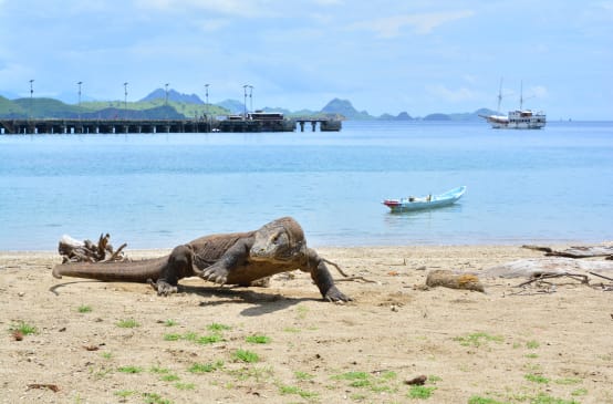 Komodo dragon on the beach