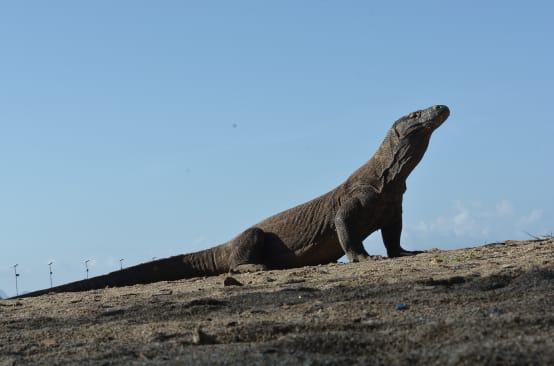 a Komodo dragon looking upward