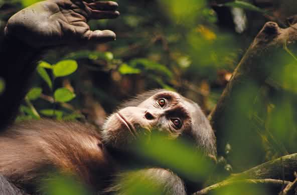 Kuba, a chimpanzee