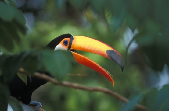 A giant toucan sitting on a branch in the rainforest