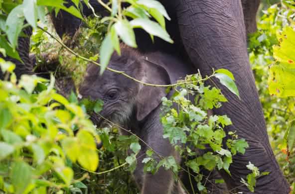 Forest elephant mother and calf in Leuser Ecosystem