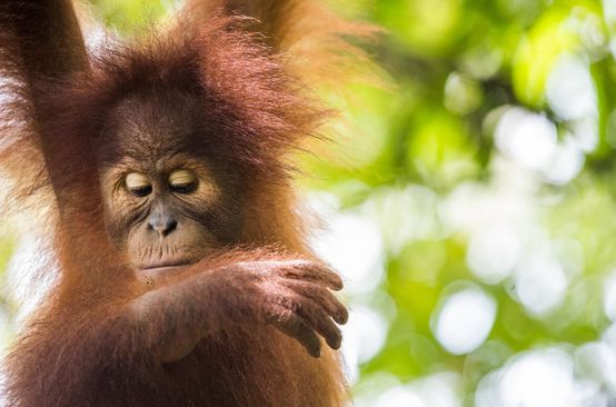 Sumatran orangutan (Pongo abelii)