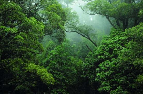 Rainforest in the Congo