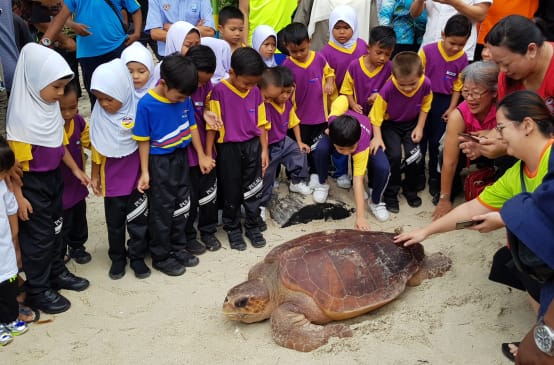 Loggerhead turtle in Malaysia