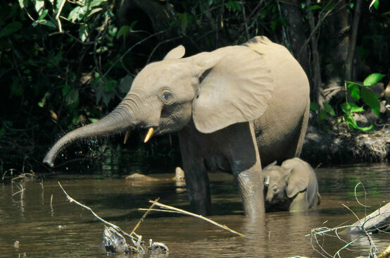 A forest elephant and calf standing in a river