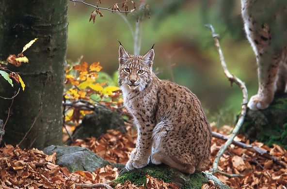 A Balkan lynx in the forest