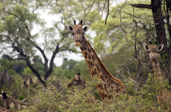 Maasai giraffes, Selous Game Reserve, Tanzania