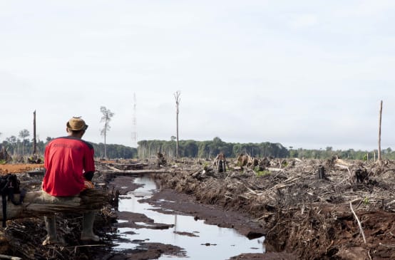 Destruction of the rainforest