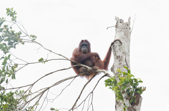 Orangutan in tree