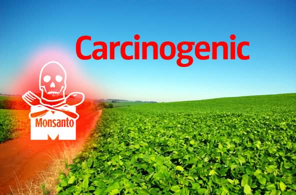 Soja Plantage Monsanto
