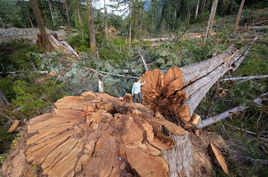 Felled tree in British Columbia, Canada