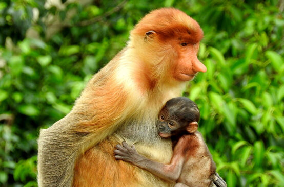 Proboscis monkey and baby