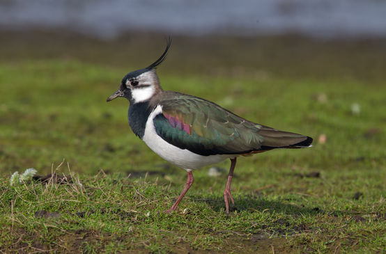 A lapwing