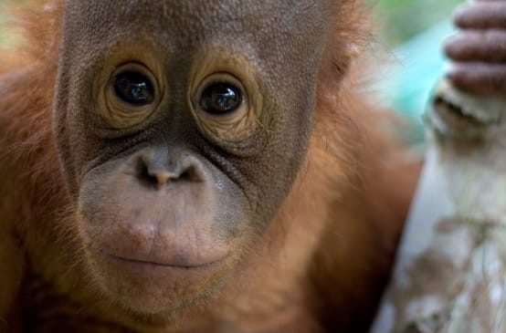 Orangutan portrait