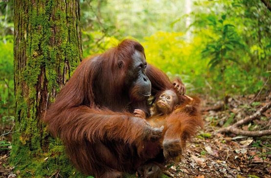 Orangutan mother and infant