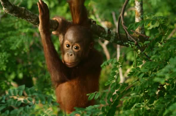 Juvenile orangutan in a tree