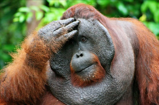 Male orangutan facepalming