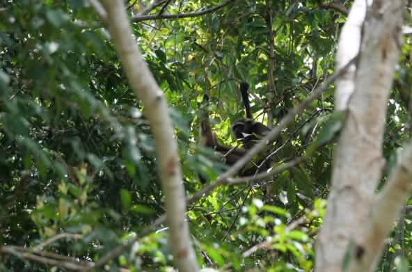Gibbon hidden in a tree