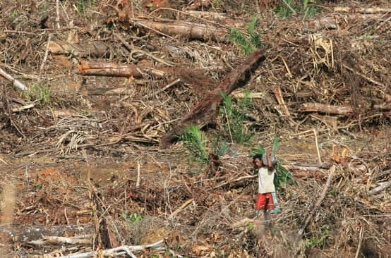Oil palm plantation on Papua