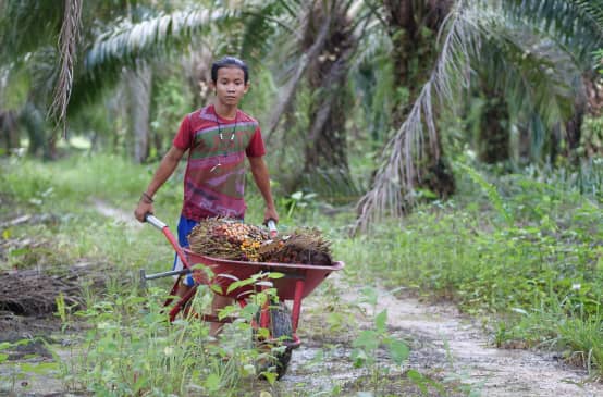 A young Indonesian with a wheelbarrow filled with palm fruits