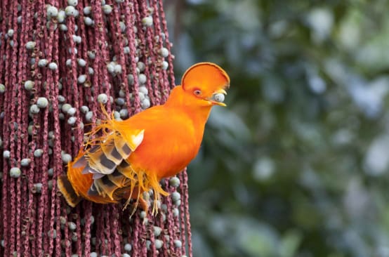 Orange Guianan cock-of-the-rock
