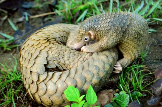 A young pangolin together with his mother, who is curled up