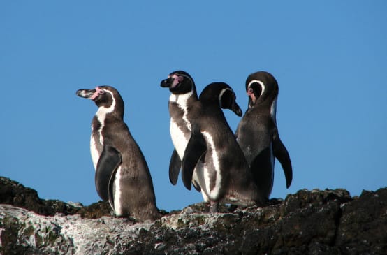 Humboldt penguins in Chile